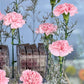 Carnation Crème