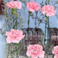 Carnation Crème