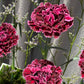 Jewel Box